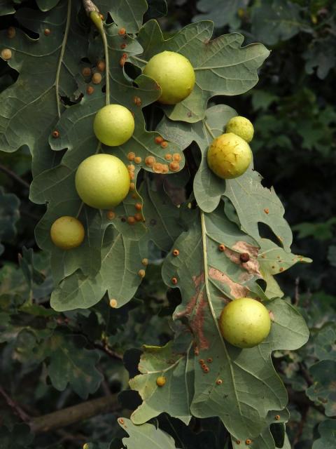 Hálky žlabatky dubové (Cynips quercusfolii)