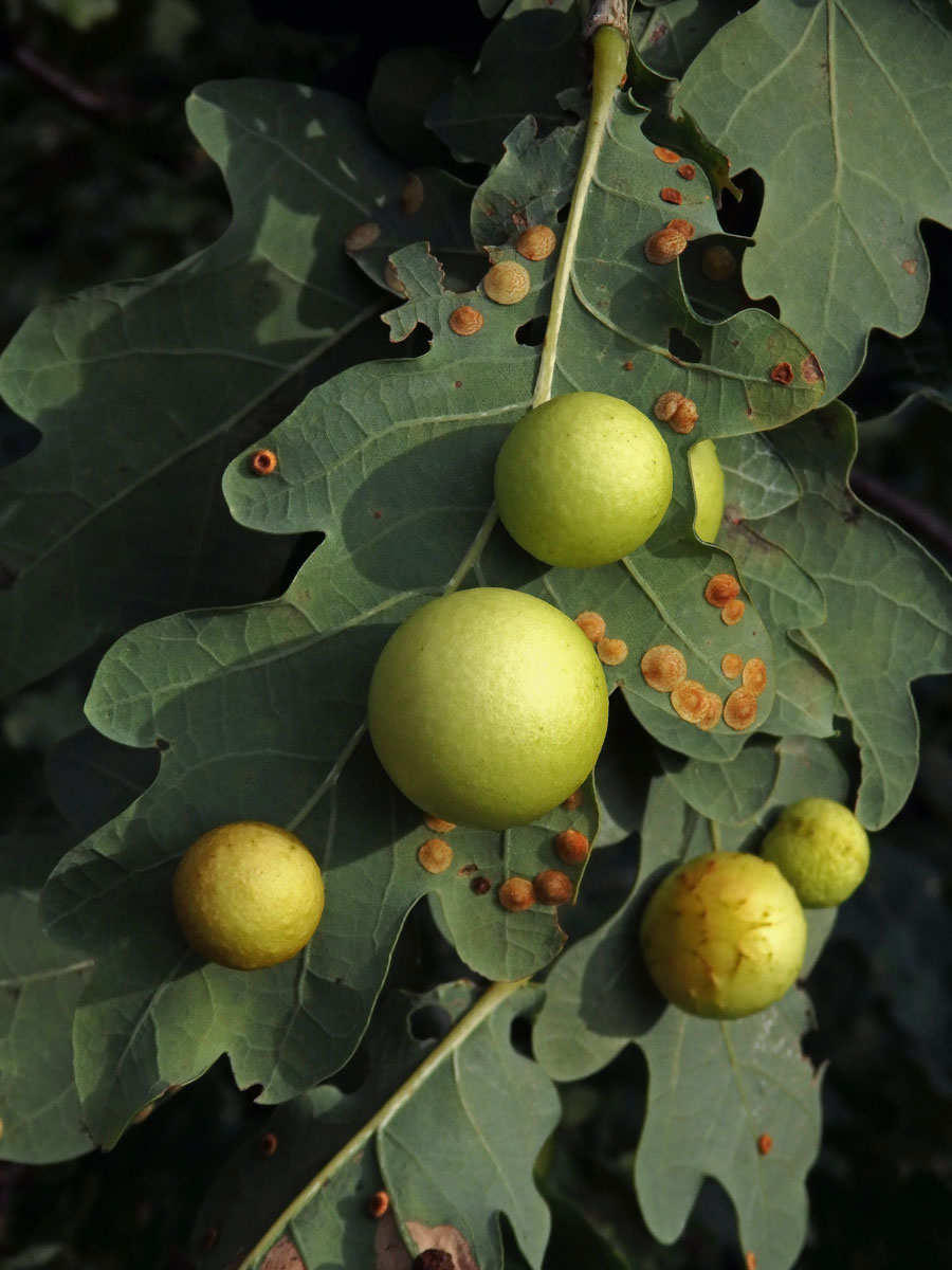 Hálky žlabatky dubové (Cynips quercusfolii)