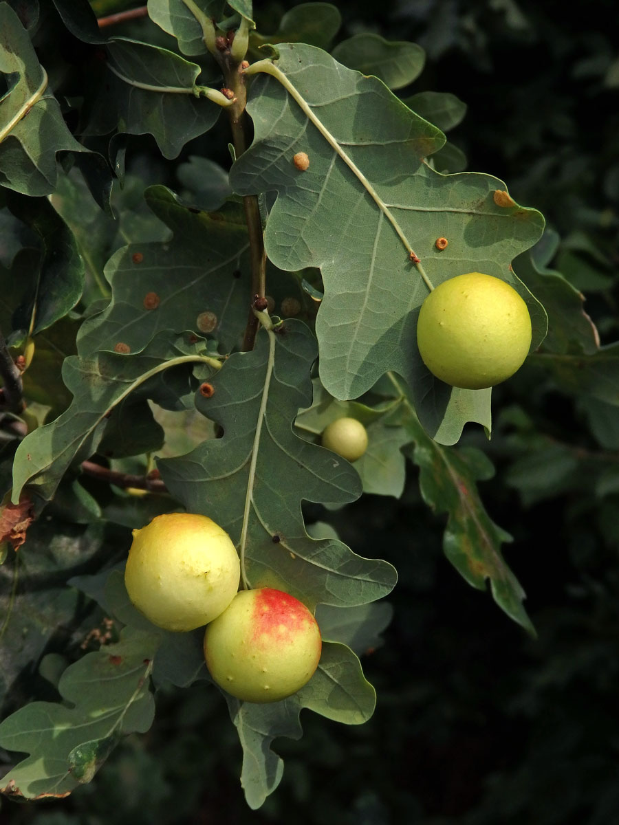 Hálky žlabatky dubové (Cynips quercusfolii)