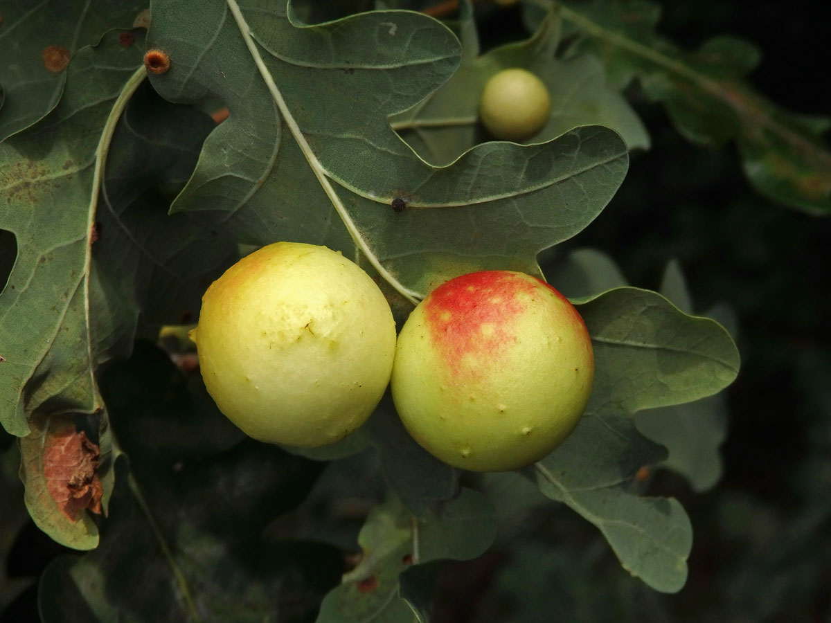 Hálky žlabatky dubové (Cynips quercusfolii)