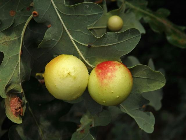 Hálky žlabatky dubové (Cynips quercusfolii)