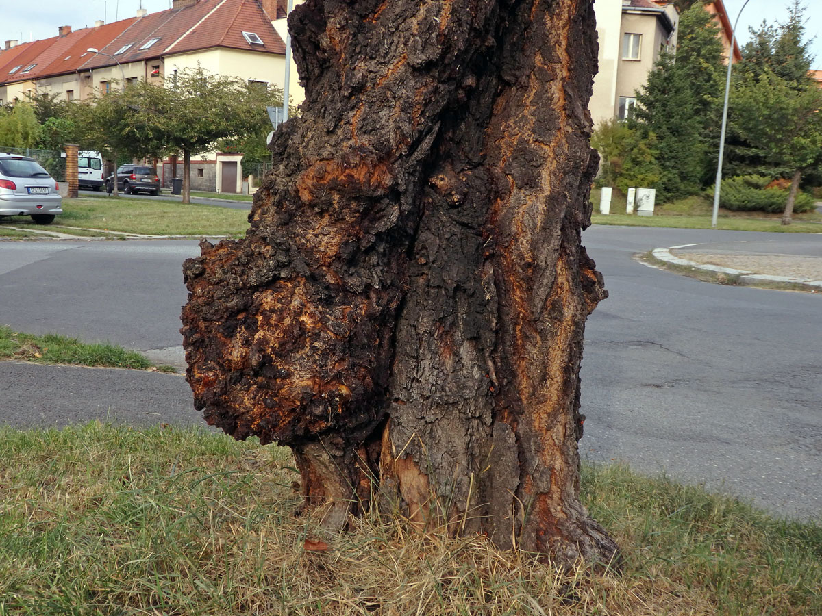 Sakura ozdobná (Prunus serrulata Lindl) (42a) s nádorem na kmeni