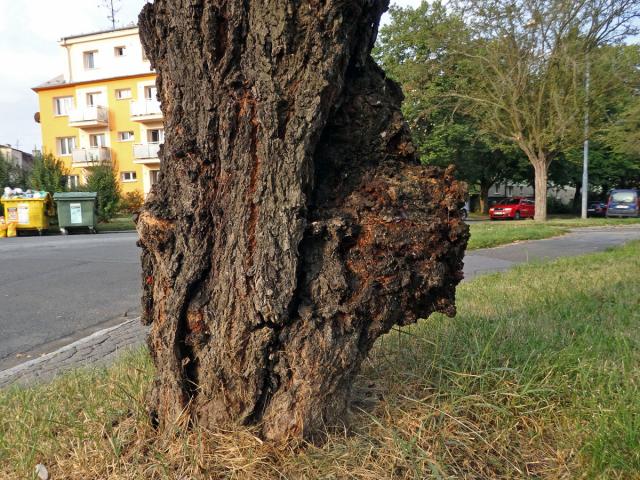 Sakura ozdobná (Prunus serrulata Lindl) (42b) s nádorem na kmeni