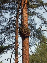 Tumor na borovici lesní (Pinus sylvestris L.) (27a)