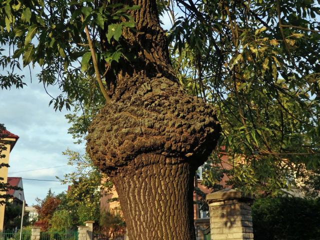 Nádor na jasanu ztepilém (Fraxinus excelsior L.) (19)