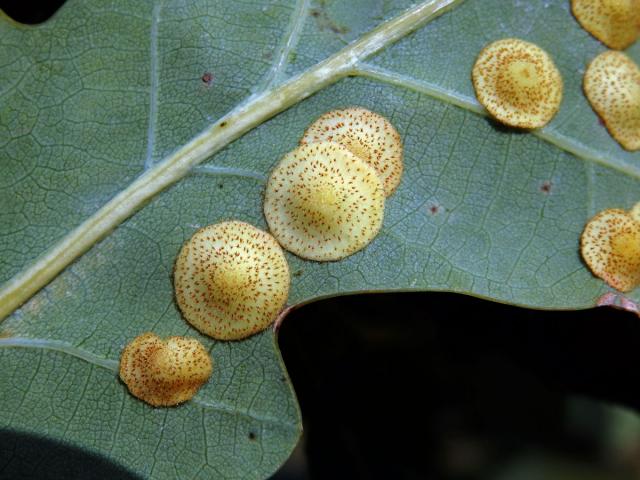 Hálky žlabatky hráškové (Neuroterus quercusbaccarum) - letní generace