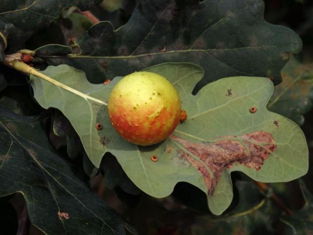 Hálky žlabatky dubové (Cynips quercusfolii)