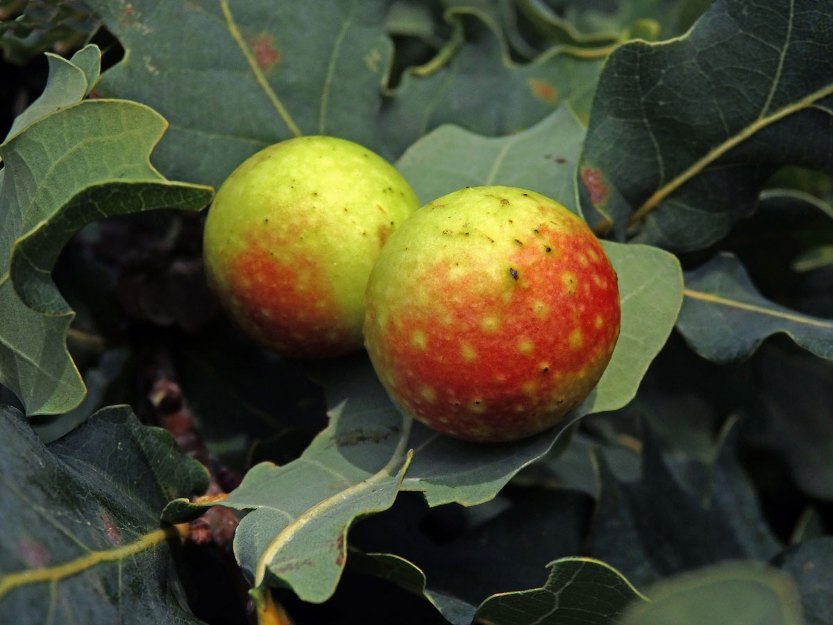 Hálky žlabatky dubové (Cynips quercusfolii)