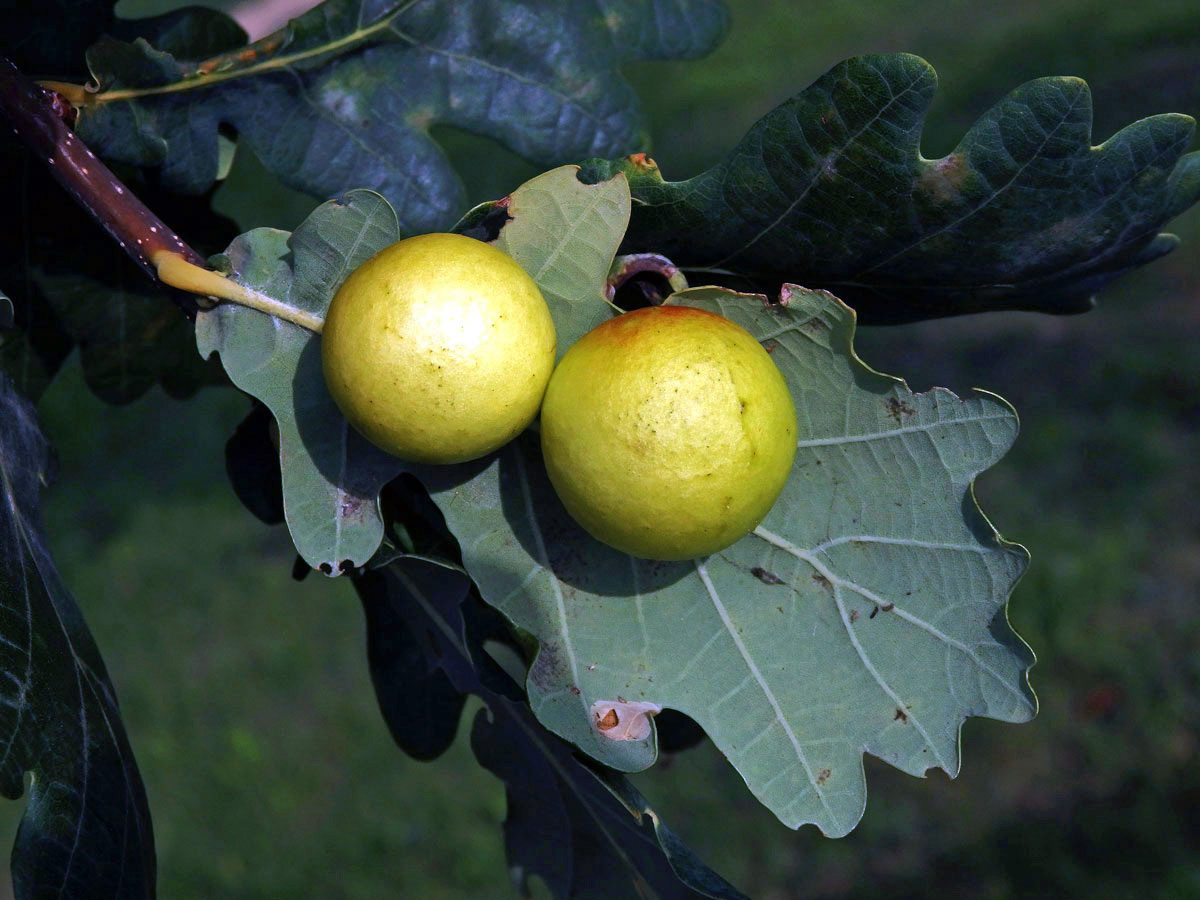 Hálky žlabatky dubové (Cynips quercusfolii)