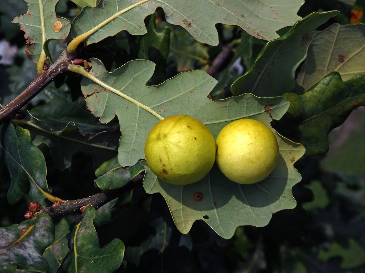 Hálky žlabatky dubové (Cynips quercusfolii)