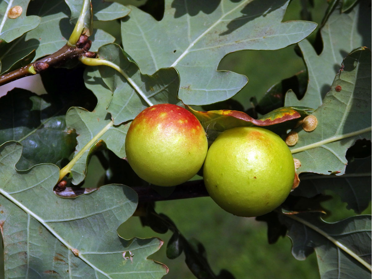 Hálky žlabatky dubové (Cynips quercusfolii)