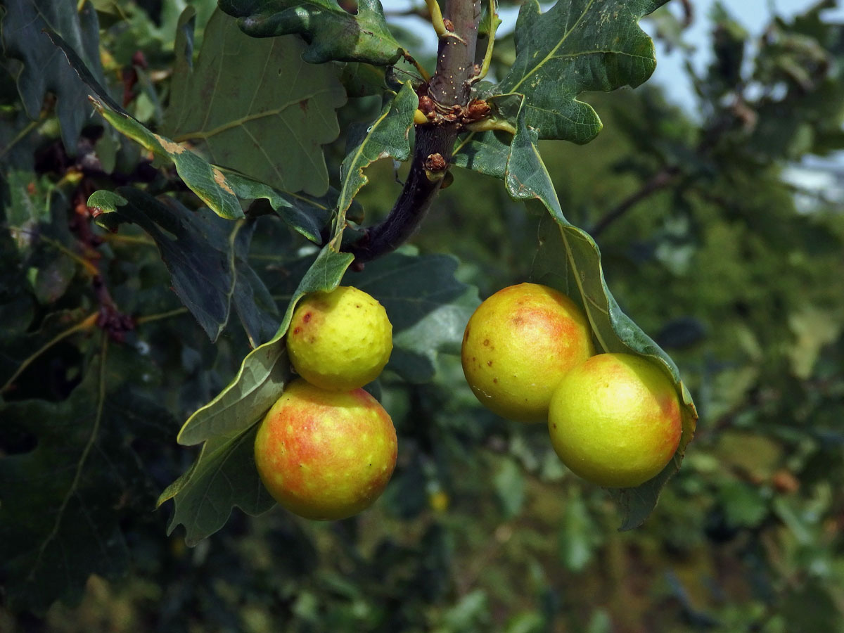 Hálky žlabatky dubové (Cynips quercusfolii)