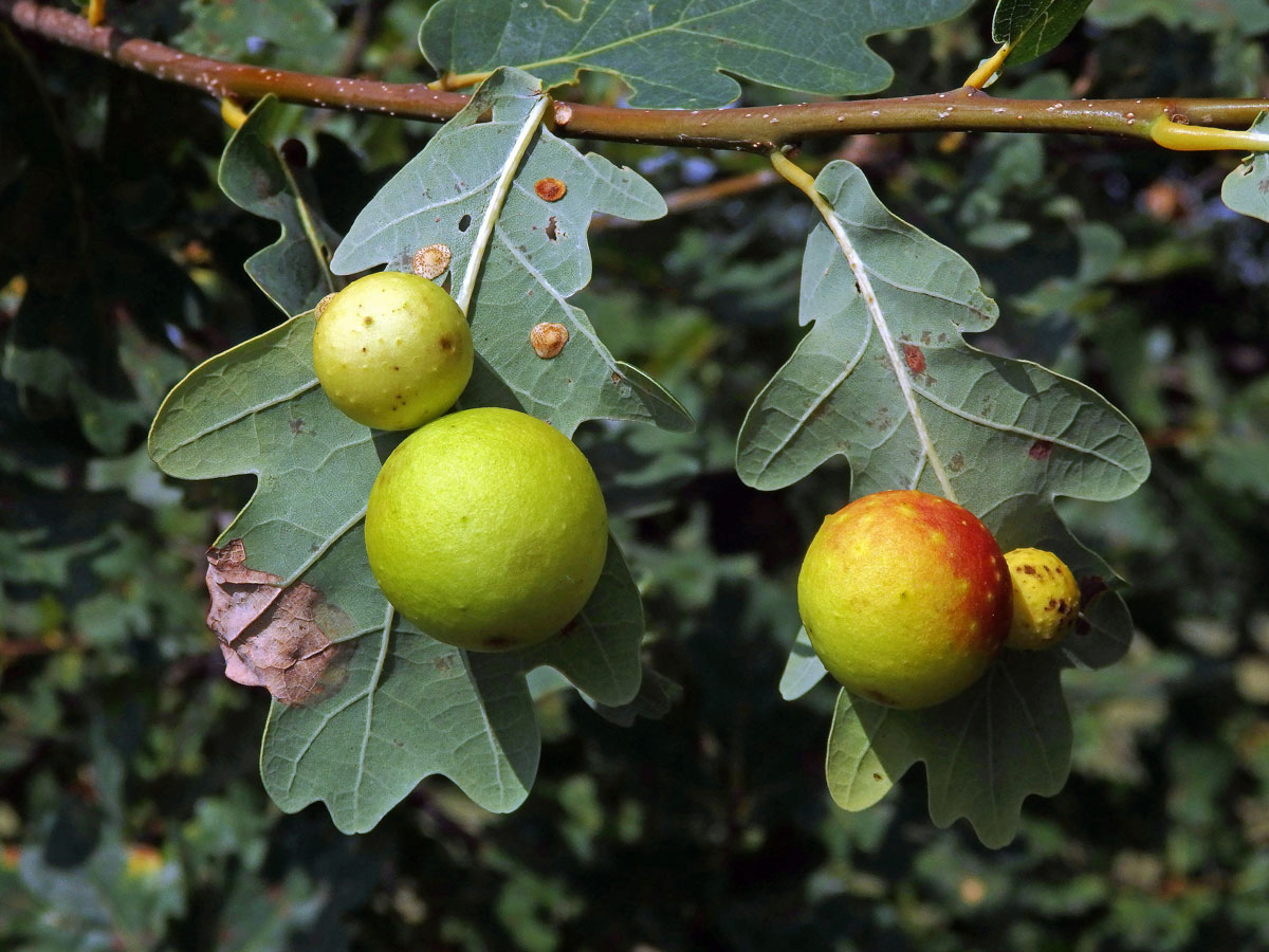 Hálky žlabatky dubové (Cynips quercusfolii)