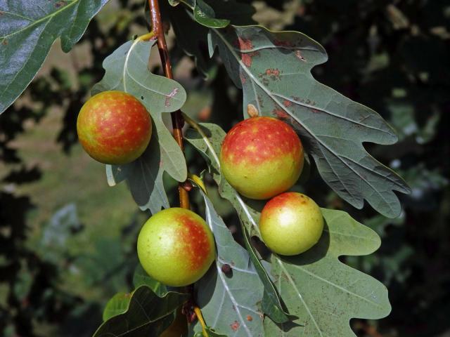 Hálky žlabatky dubové (Cynips quercusfolii)