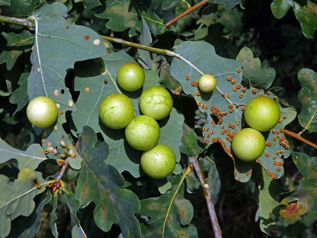 Hálky žlabatky dubové (Cynips quercusfolii)