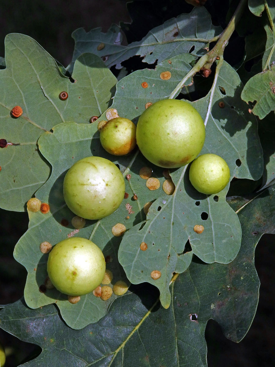 Hálky žlabatky dubové (Cynips quercusfolii)