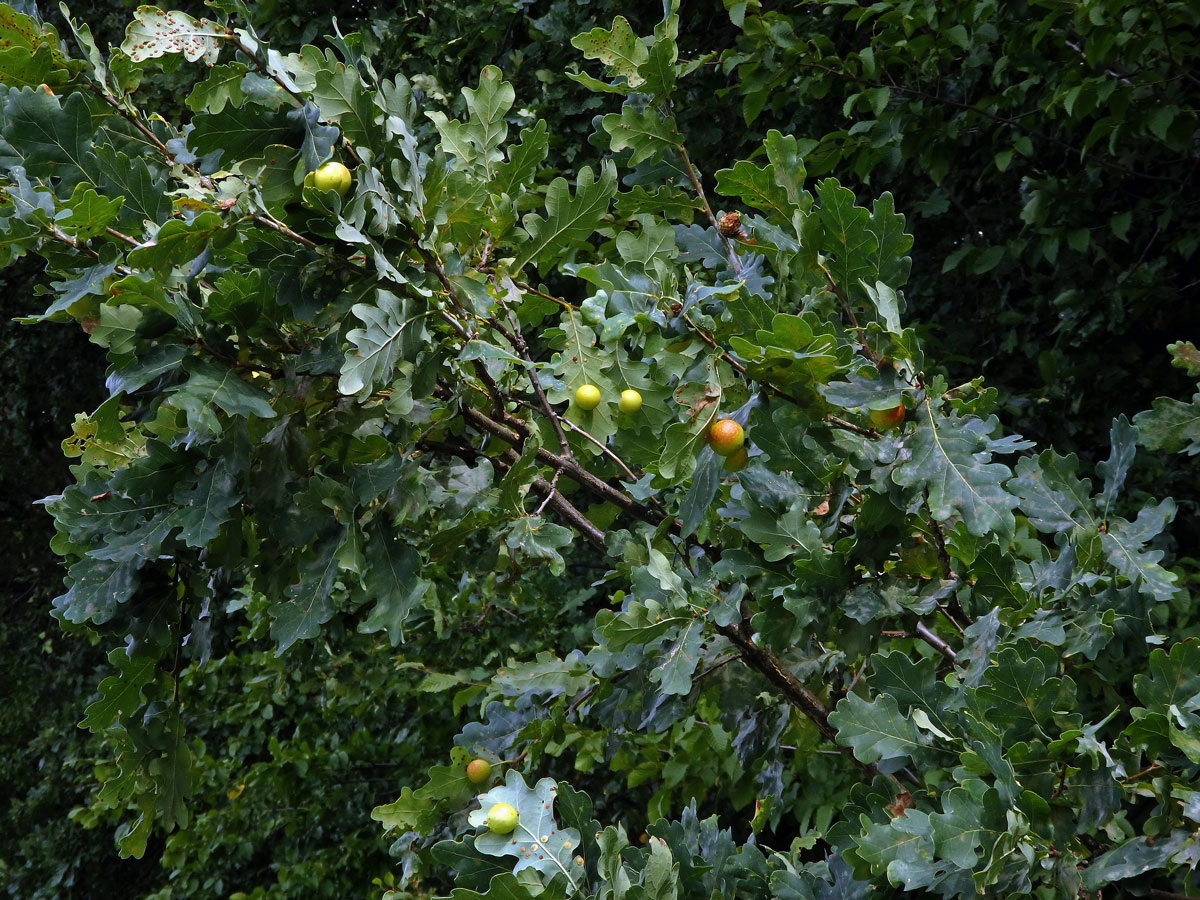 Hálky žlabatky dubové (Cynips quercusfolii)