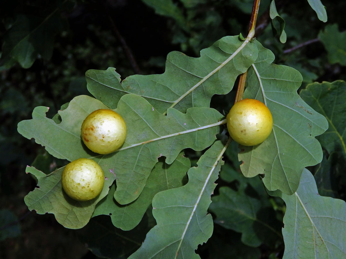 Hálky žlabatky dubové (Cynips quercusfolii)