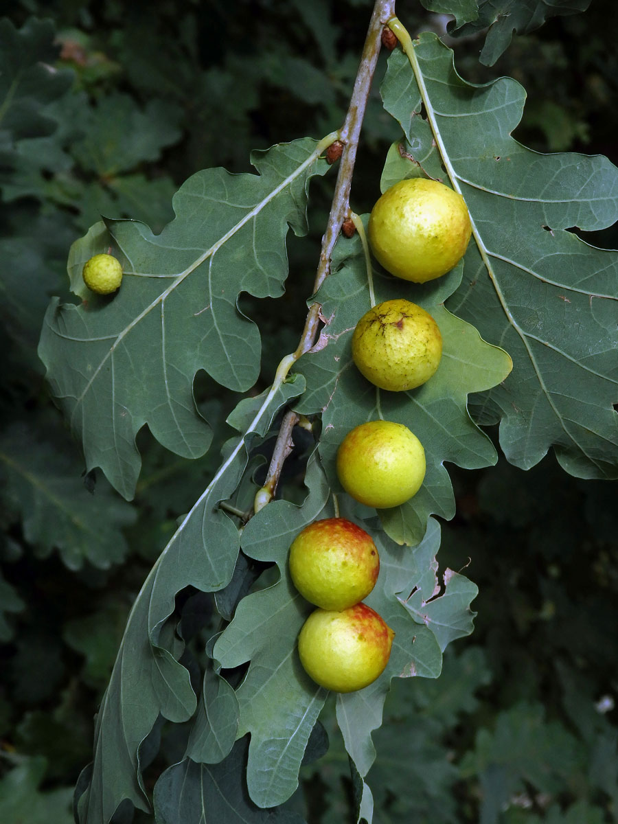 Hálky žlabatky dubové (Cynips quercusfolii)