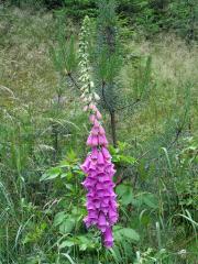 Náprstník červený (Digitalis purpurea L.)