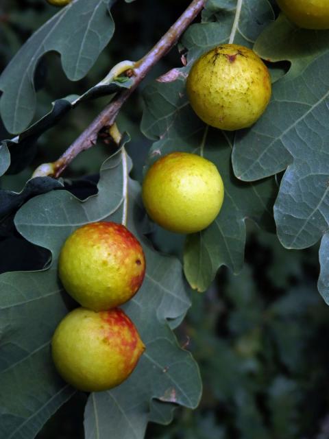 Hálky žlabatky dubové (Cynips quercusfolii)