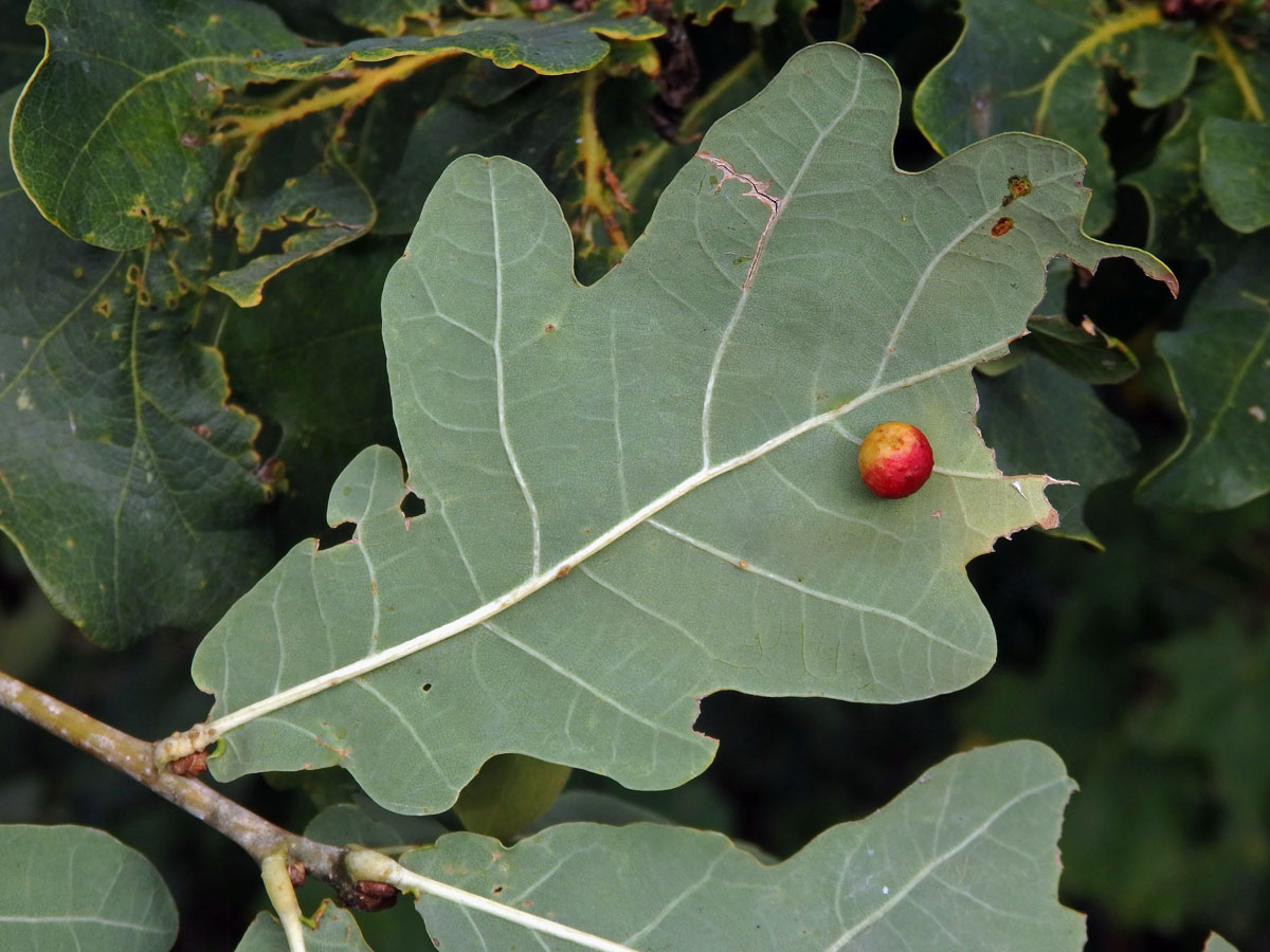 Hálky žlabatky dubové (Cynips quercusfolii)