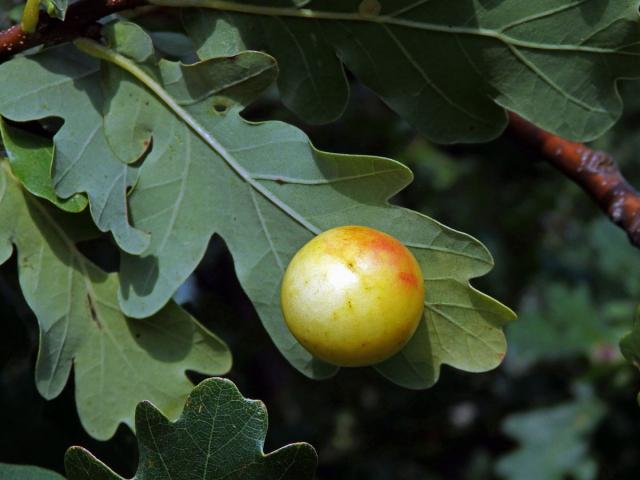 Hálky žlabatky dubové (Cynips quercusfolii)