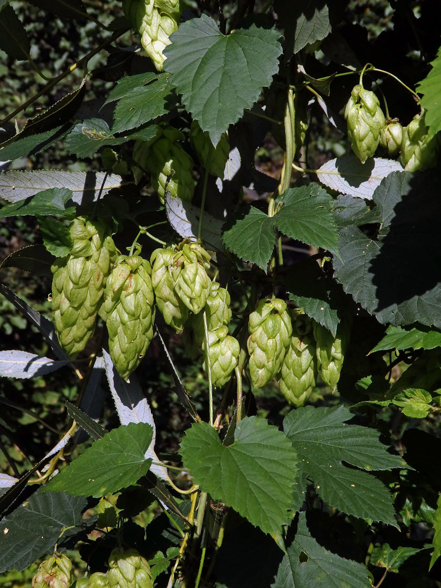 Chmel otáčivý (Humulus lupulus L.)