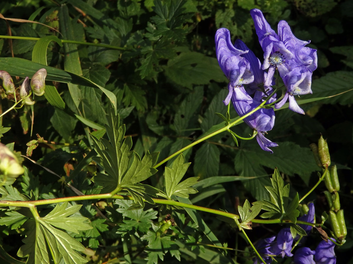 Oměj pestrý (Aconitum variegatum L.)