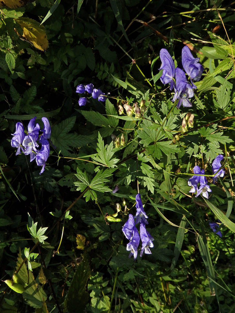 Oměj pestrý (Aconitum variegatum L.)