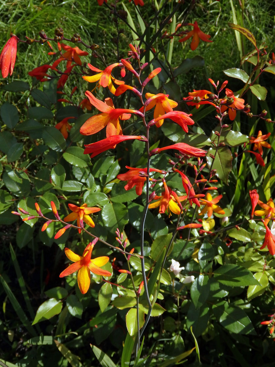 Montbrécie (Crocosmia × crocosmiiflora (Lemoine) N. E. Br.)