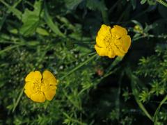 Pryskyřník prudký (Ranunculus acris L.) - šestičetný květ (4a)