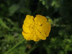 Pryskyřník prudký (Ranunculus acris L.) - šestičetný květ (4b)