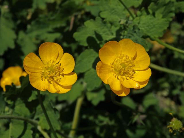 Pryskyřník prudký (Ranunculus acris L.) - vícečetný květ (11a)