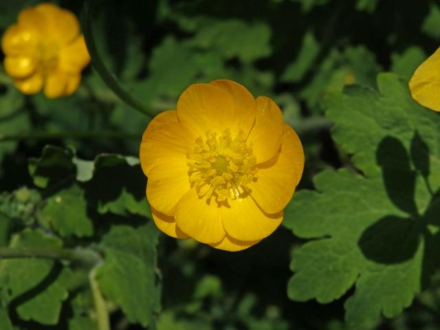 Pryskyřník prudký (Ranunculus acris L.) - vícečetný květ (11b)