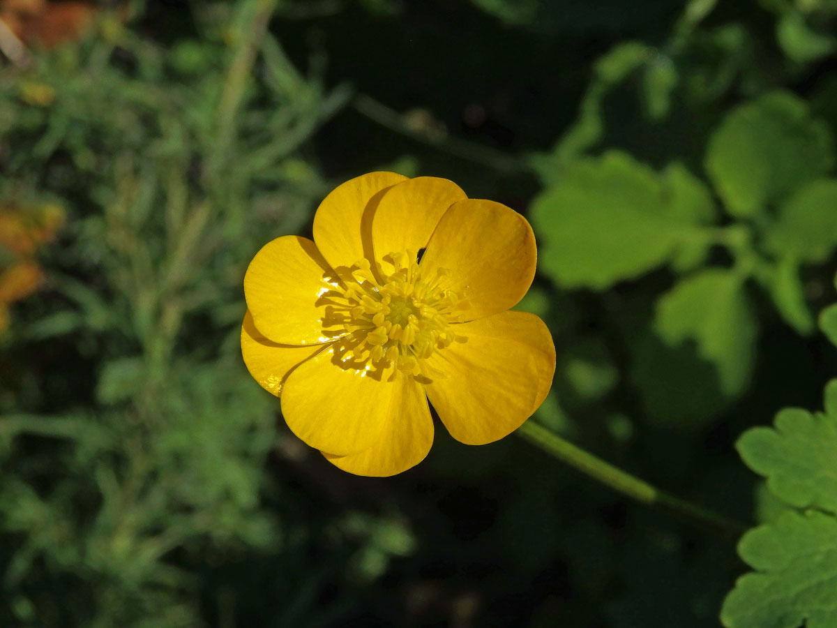 Pryskyřník prudký (Ranunculus acris L.) - sedmičetný květ (6)