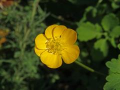 Pryskyřník prudký (Ranunculus acris L.) - sedmičetný květ (6)