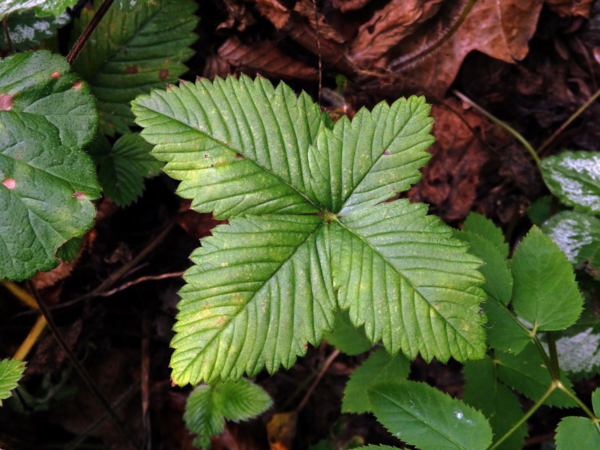 Jahodník (Fragaria), čtyřčetný květ