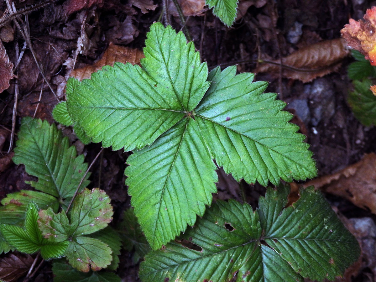 Jahodník (Fragaria), téměř čtyřčetný květ