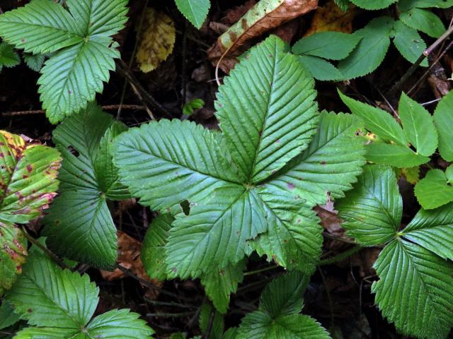 Jahodník (Fragaria), pětičetný květ