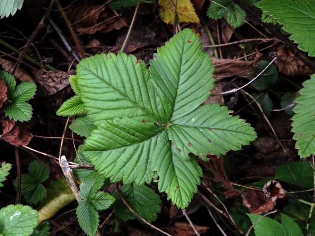 Jahodník (Fragaria), pětičetný květ