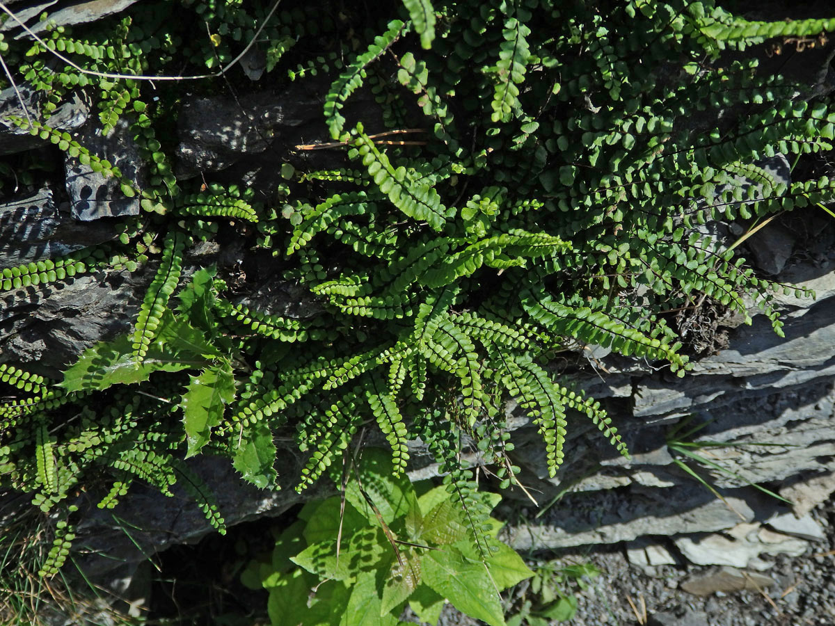 Sleziník červený (Asplenium trichomanes L.)