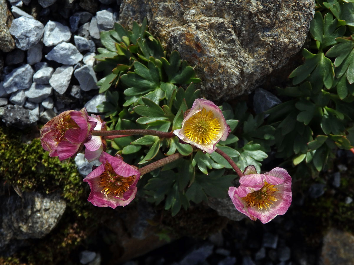 Pryskyřník ledovcový (Ranunculus glacialis L.)