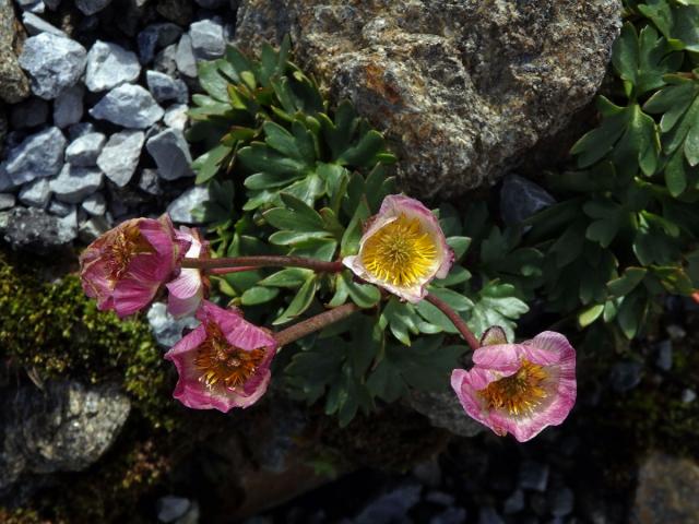 Pryskyřník ledovcový (Ranunculus glacialis L.)