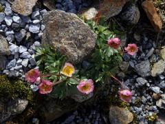 Pryskyřník ledovcový (Ranunculus glacialis L.)