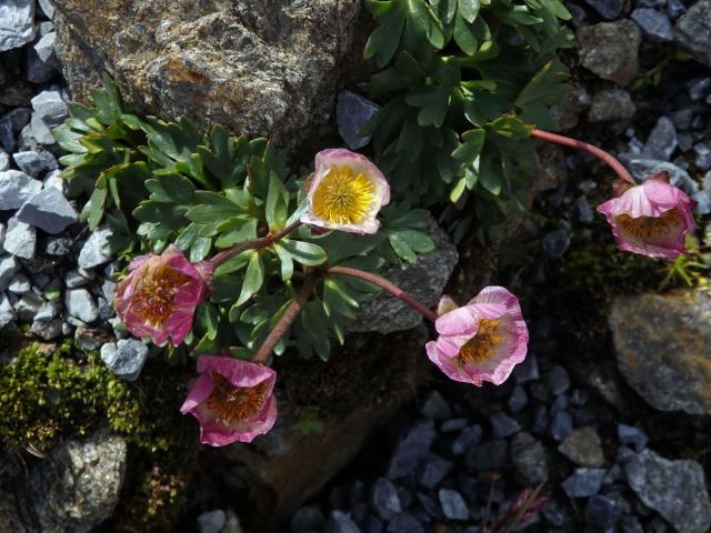 Pryskyřník ledovcový (Ranunculus glacialis L.)