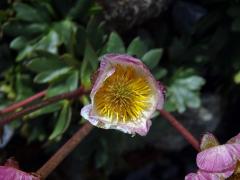 Pryskyřník ledovcový (Ranunculus glacialis L.)