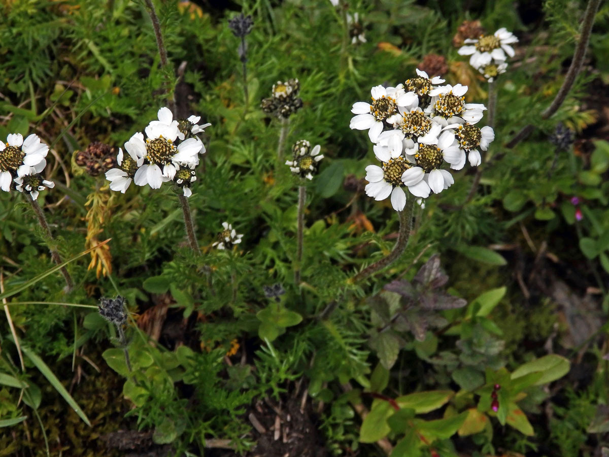 Řebříček (Achillea atrata L.)