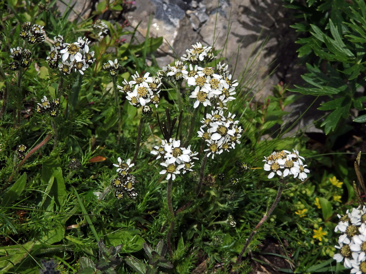 Řebříček (Achillea atrata L.)