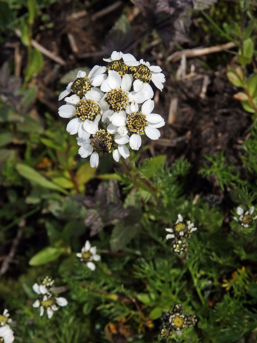 Řebříček (Achillea atrata L.)